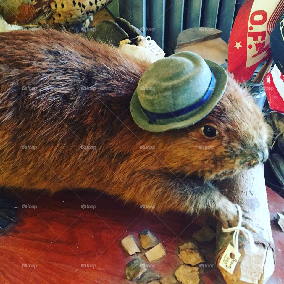 Taxidermy beaver in a hat