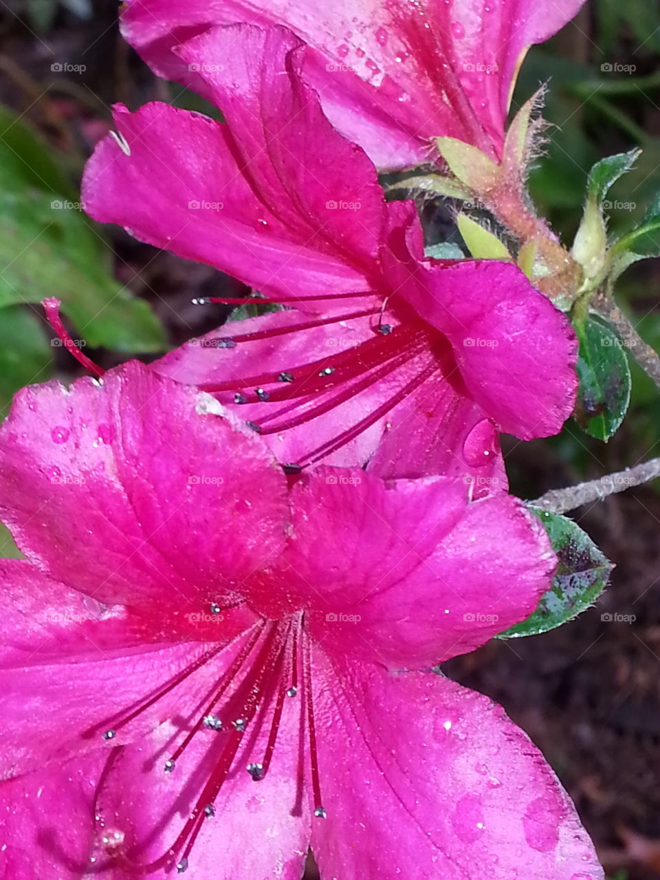 deep pink azalea