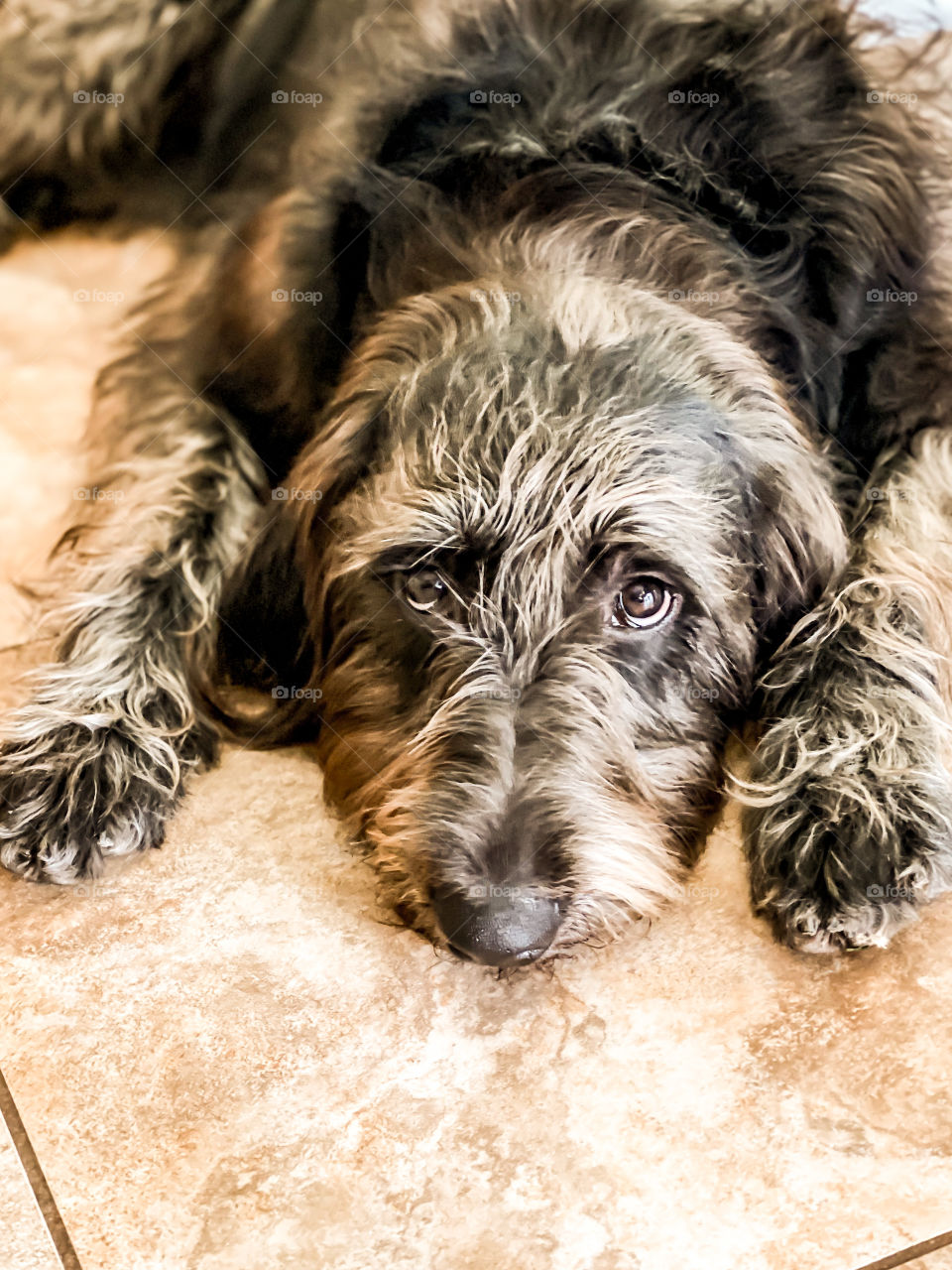 Labradoodle Lola waiting for a treat and she was instructed to lay down. Those sweet little eyes are just pure love. Dogs are loyal, sweet, loving and the best pal ever!