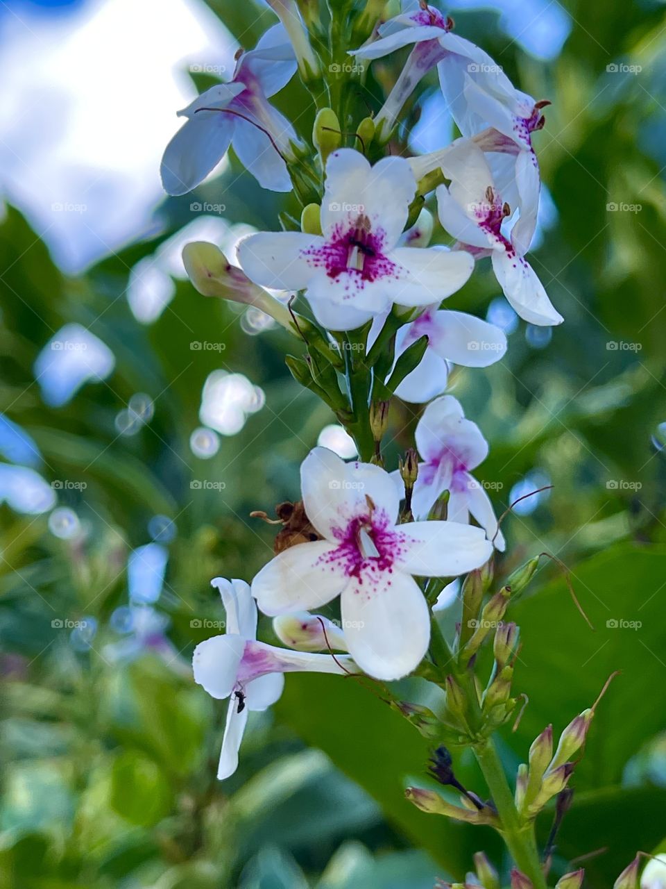 Wildflowers in paradise 