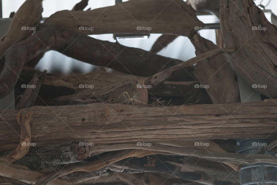 Tree, No Person, Wood, Landscape, Desert