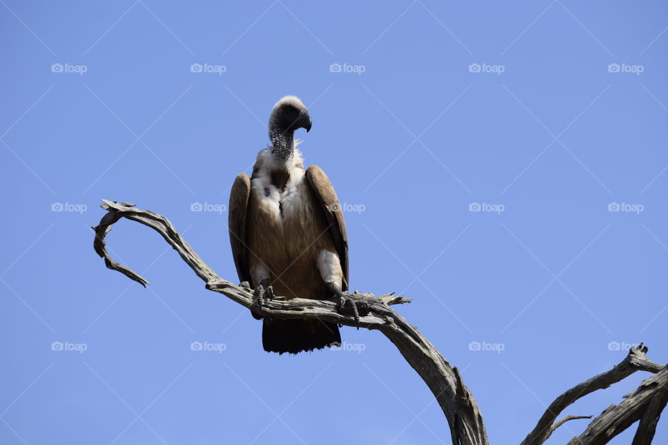 Vulture in the Timbavati Nature Reserve