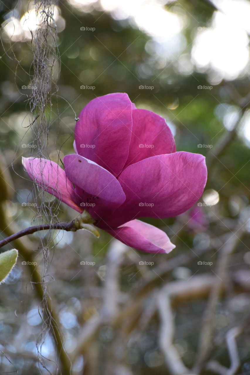 Magnolias are magnificent 