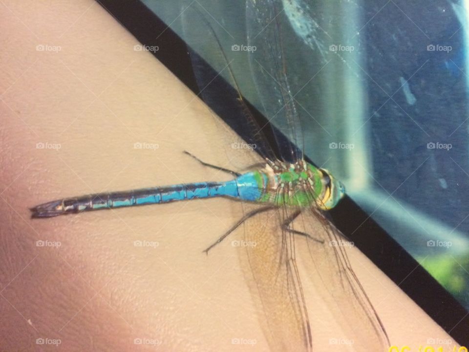 Dragonfly