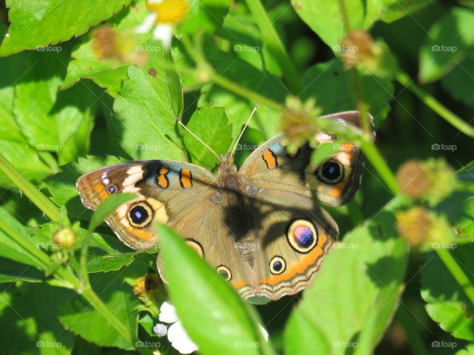 Common buckeye