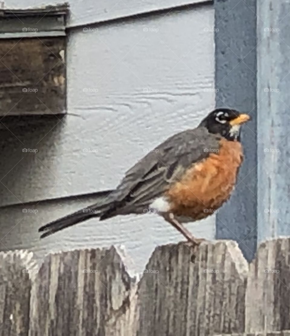 Spring robin bird