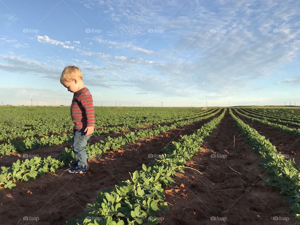 a little boy on a farm 