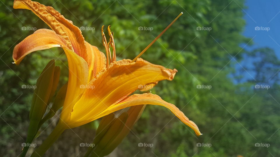 day lily closeup