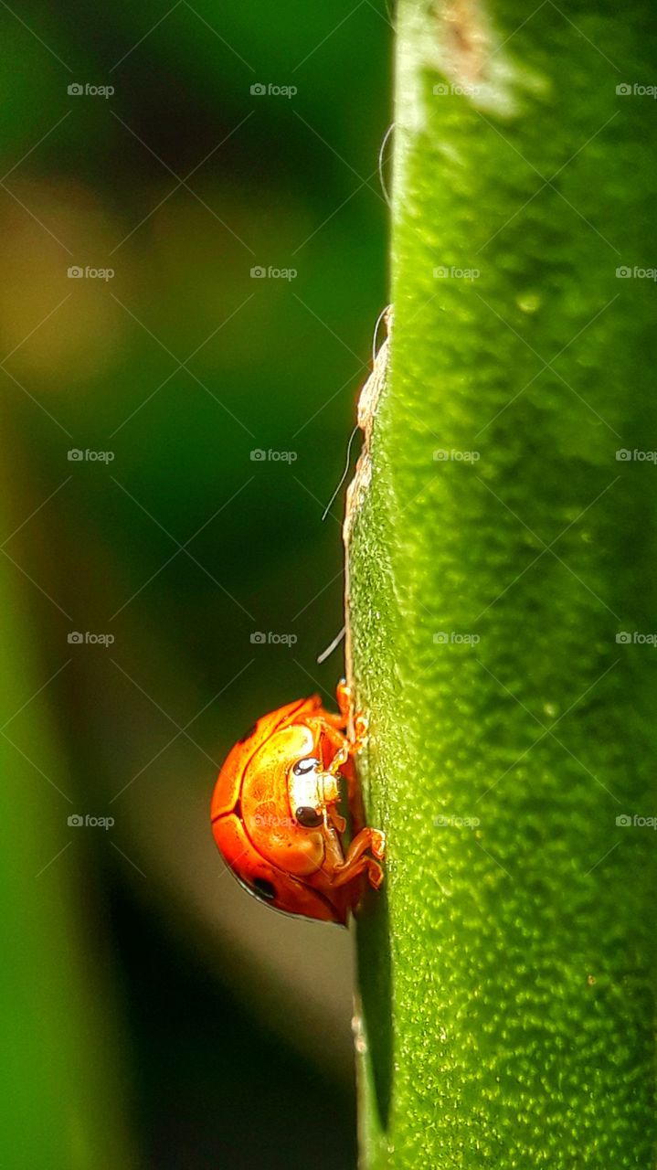 Morning look of Ladybugs