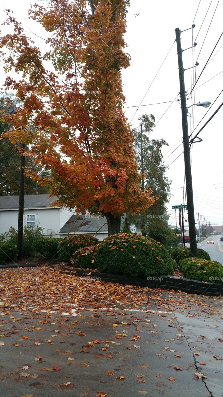 Tree, No Person, Fall, Leaf, Nature