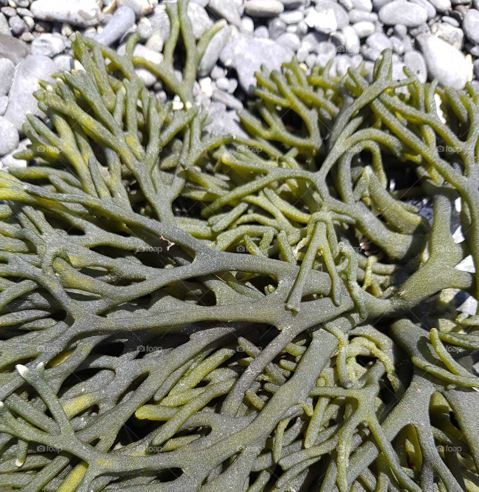 A unique piece of seaweed left behind by the out going tide.Pretty green and yellow shades of color with a nice texture.