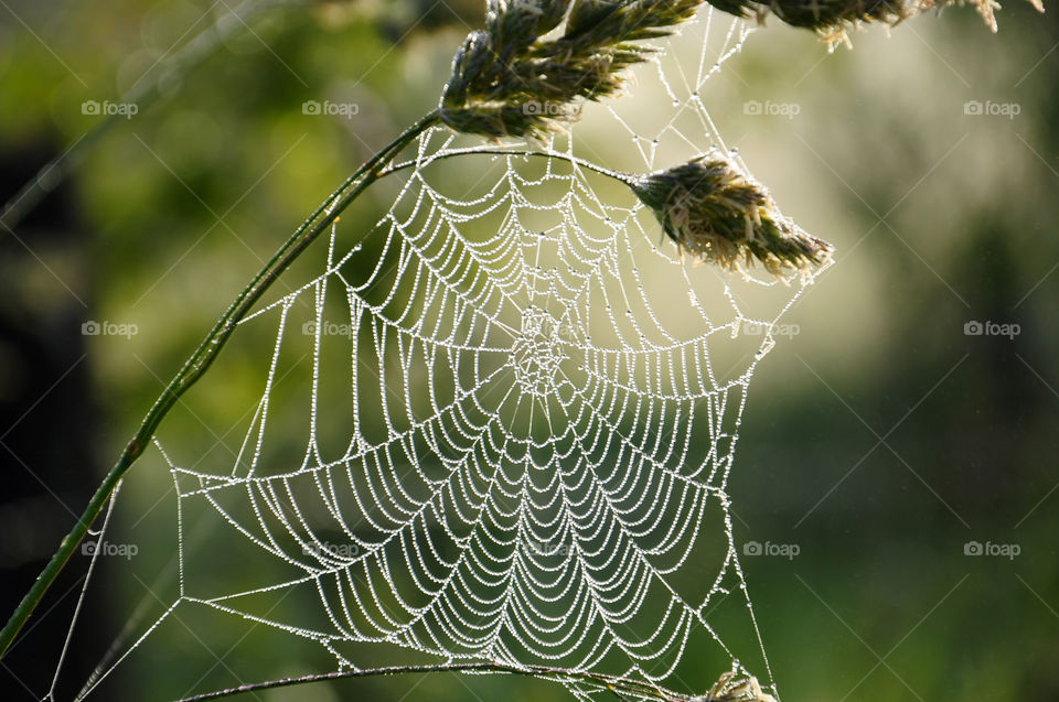 Water drop on spiders web