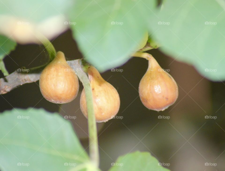 Figs ripe and ready for picking.