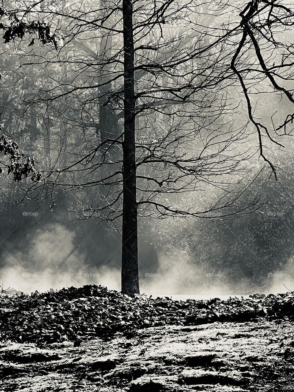 Morning sun dispersing the dawn mist in black and white amid bare trees and fallen leaves 