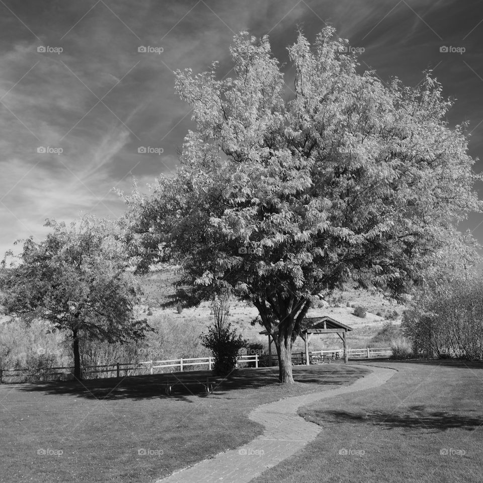 Trees near the winding path in meadows