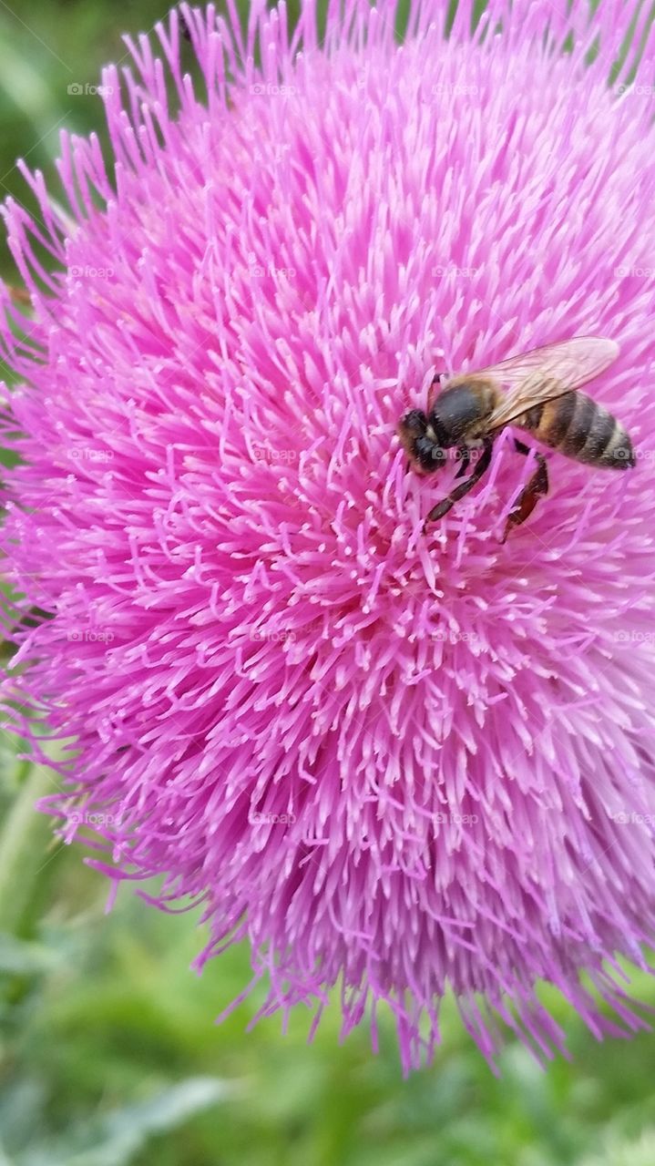 Bee on thistle bloom