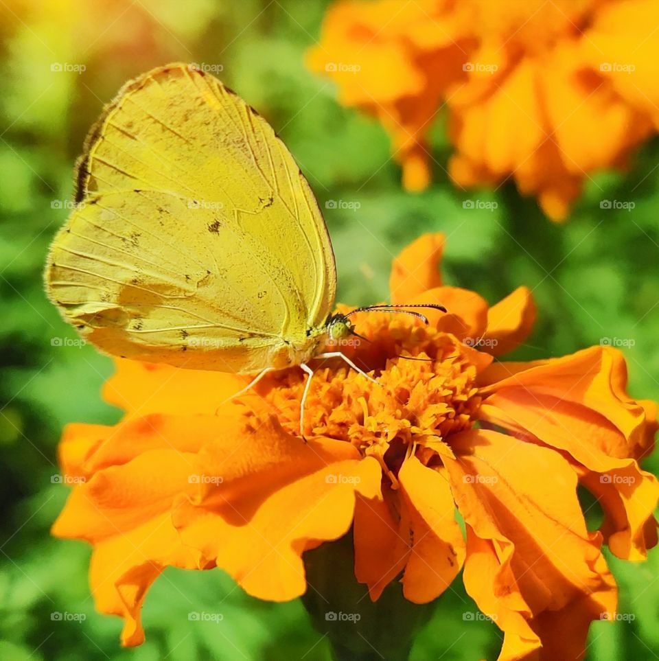 spring ..💛💛💛