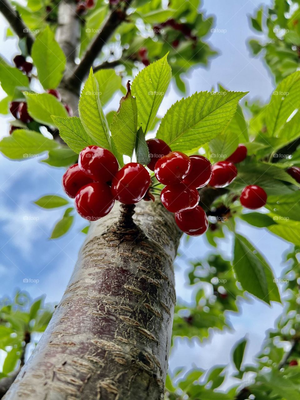 cherries