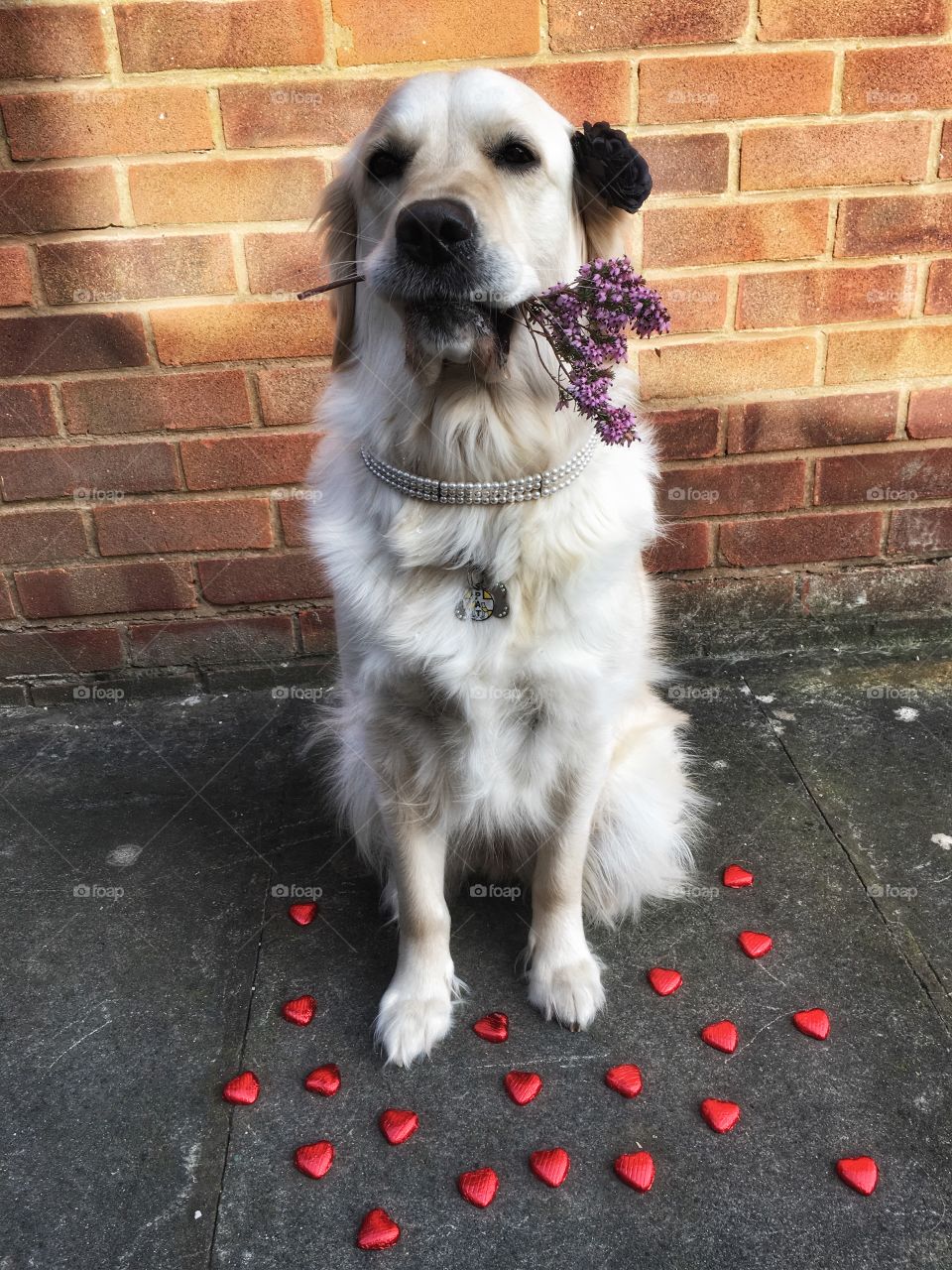 Dog, Pet, Domestic, Canine, Animal