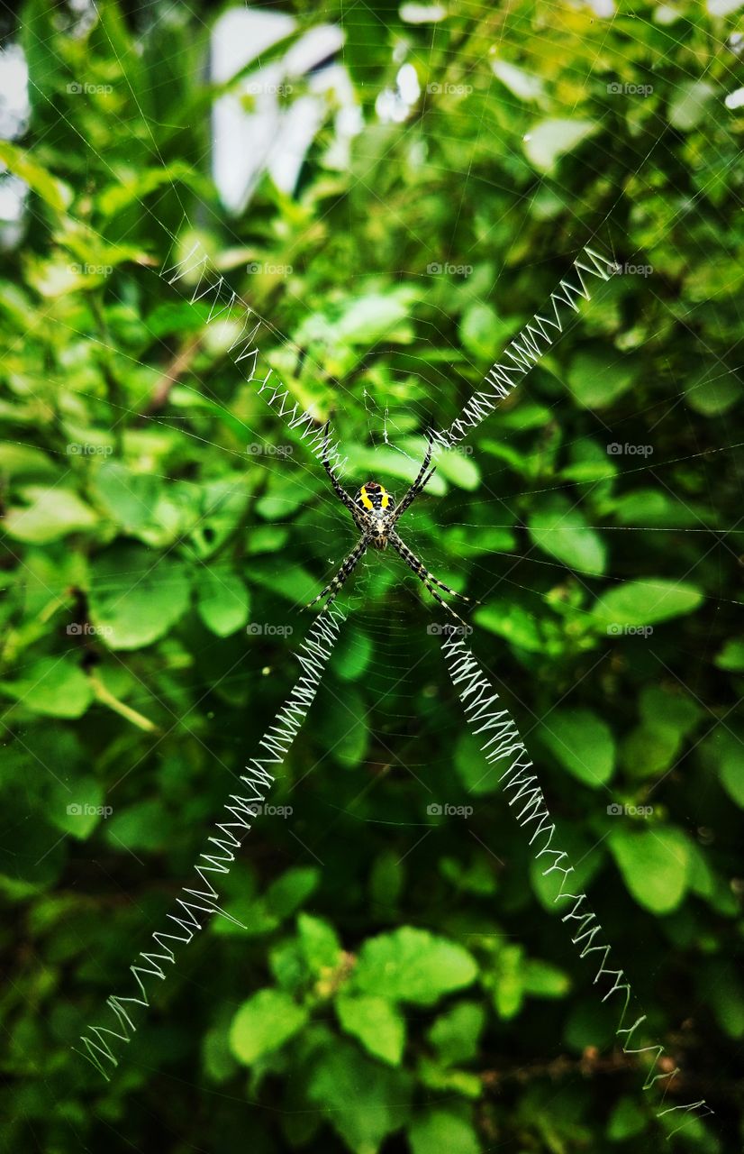 Spider designed her web so wonderfully.🤩 Shot taken is in the garden of my house.🕷️🕸️