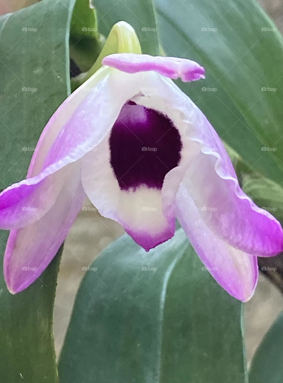 Flor de orquídea começando a desabrochar. Cores roxo claro e bordô.