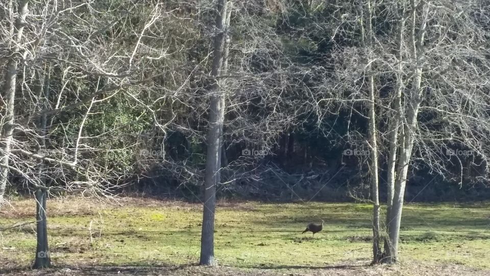 Lone young jake turkey