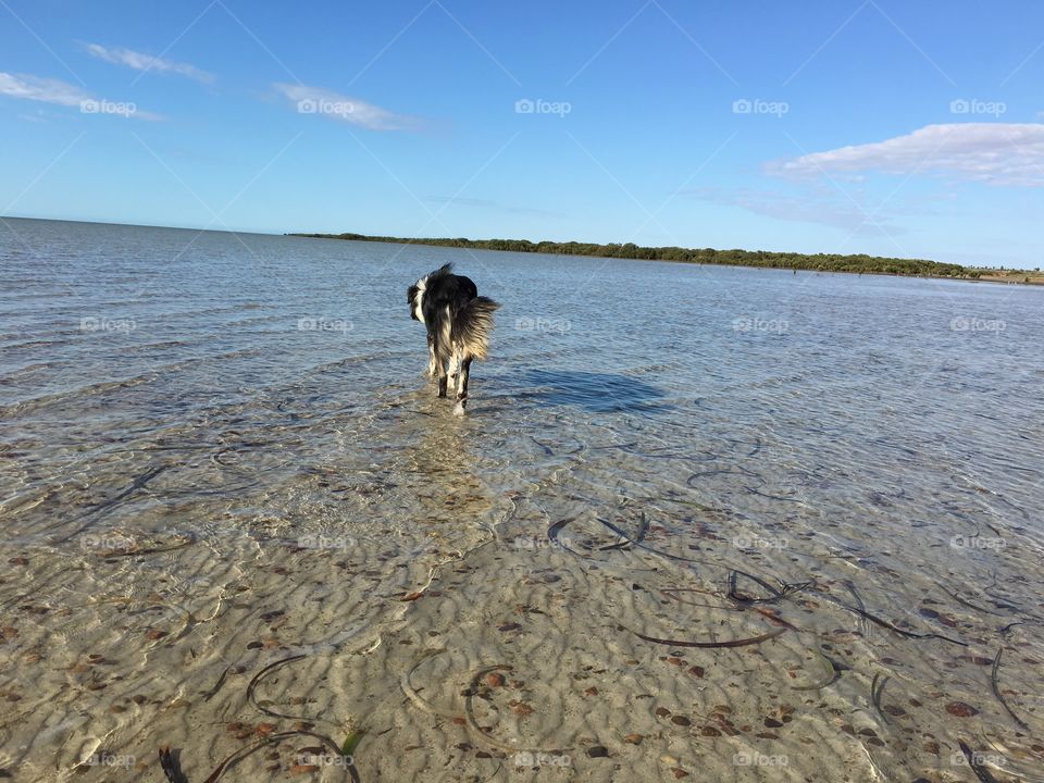 Border collie in ocean