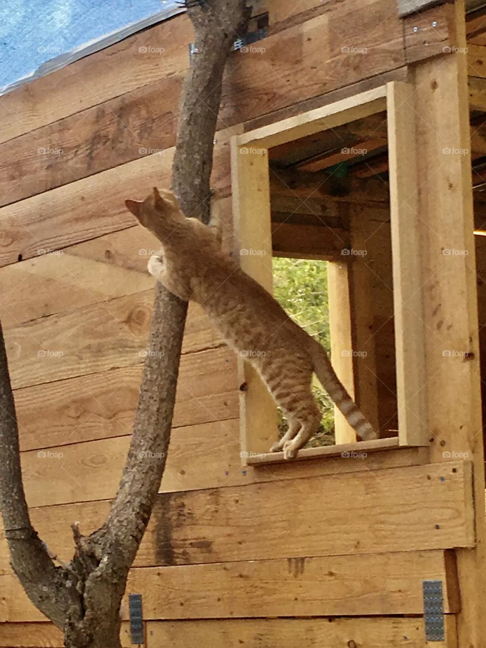 The treehouse cat