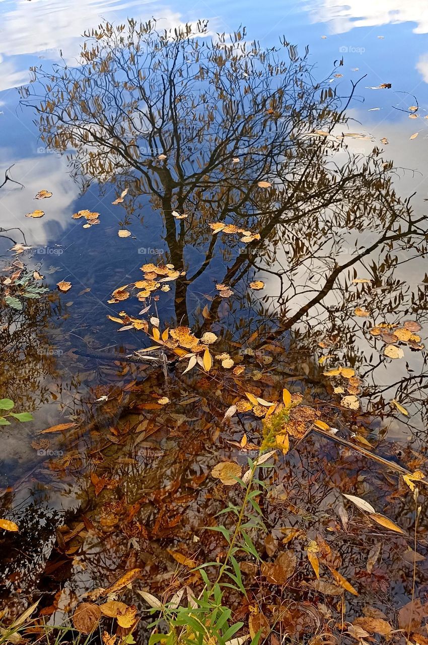 golden autumn 🧡 tree reflection in water lake