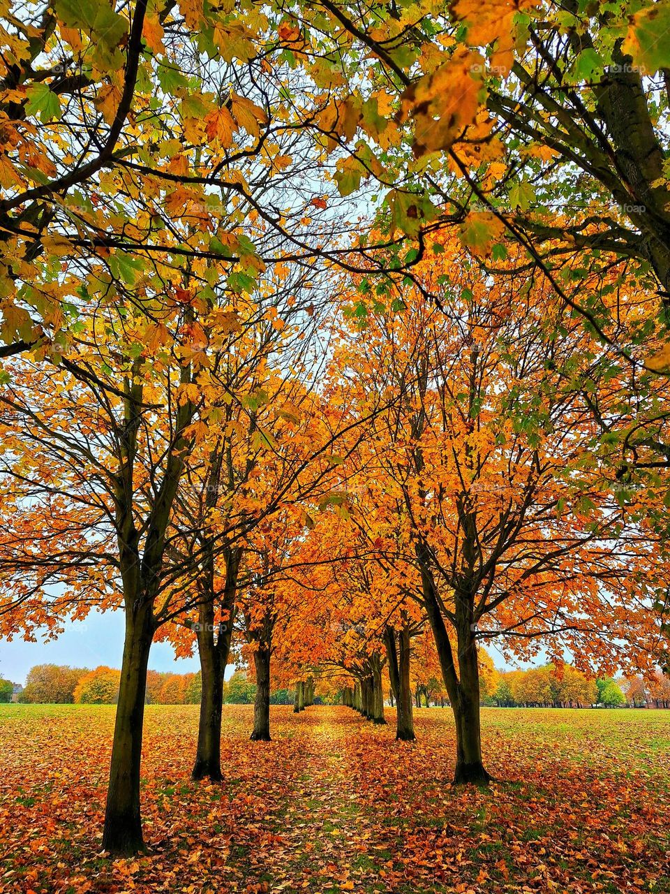 A parallel row of trees decked with Autumn foliage