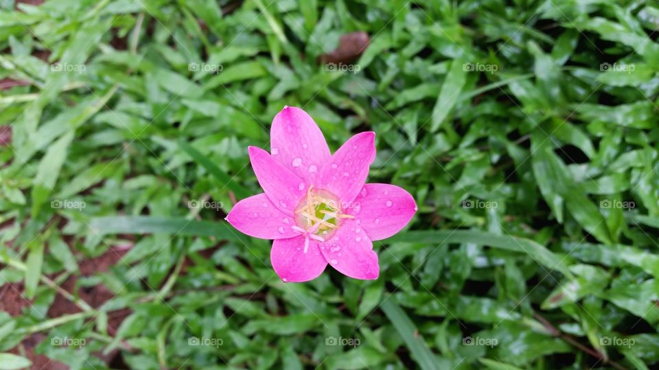 beautiful pink flowers