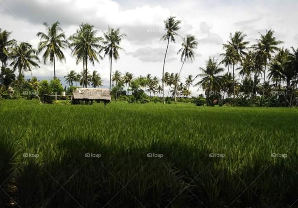 lombok