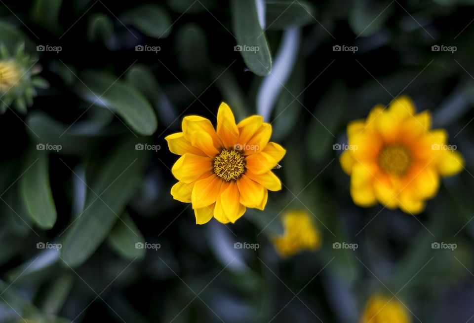 Yellow Flower