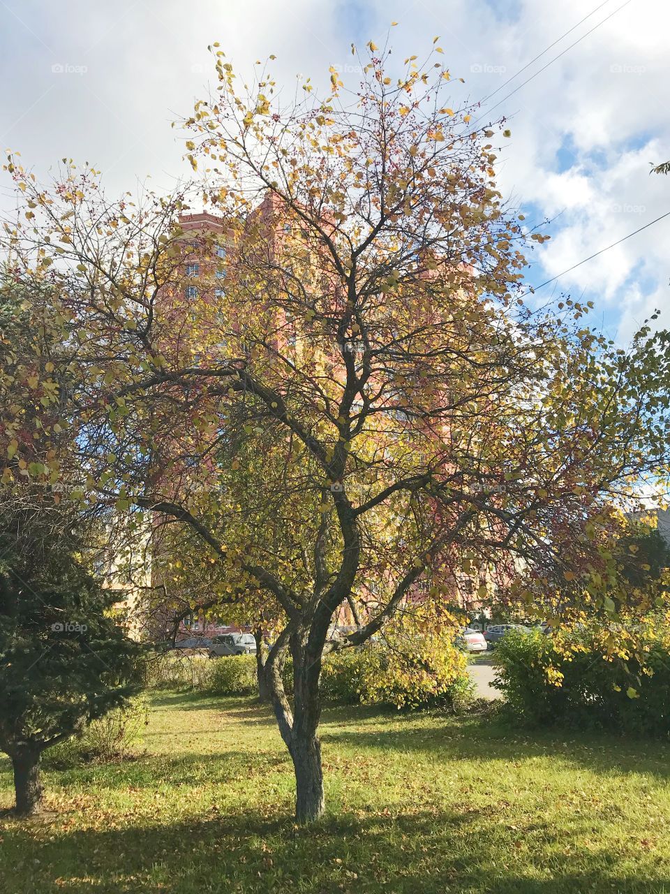 Tree, Landscape, Season, Nature, Fall