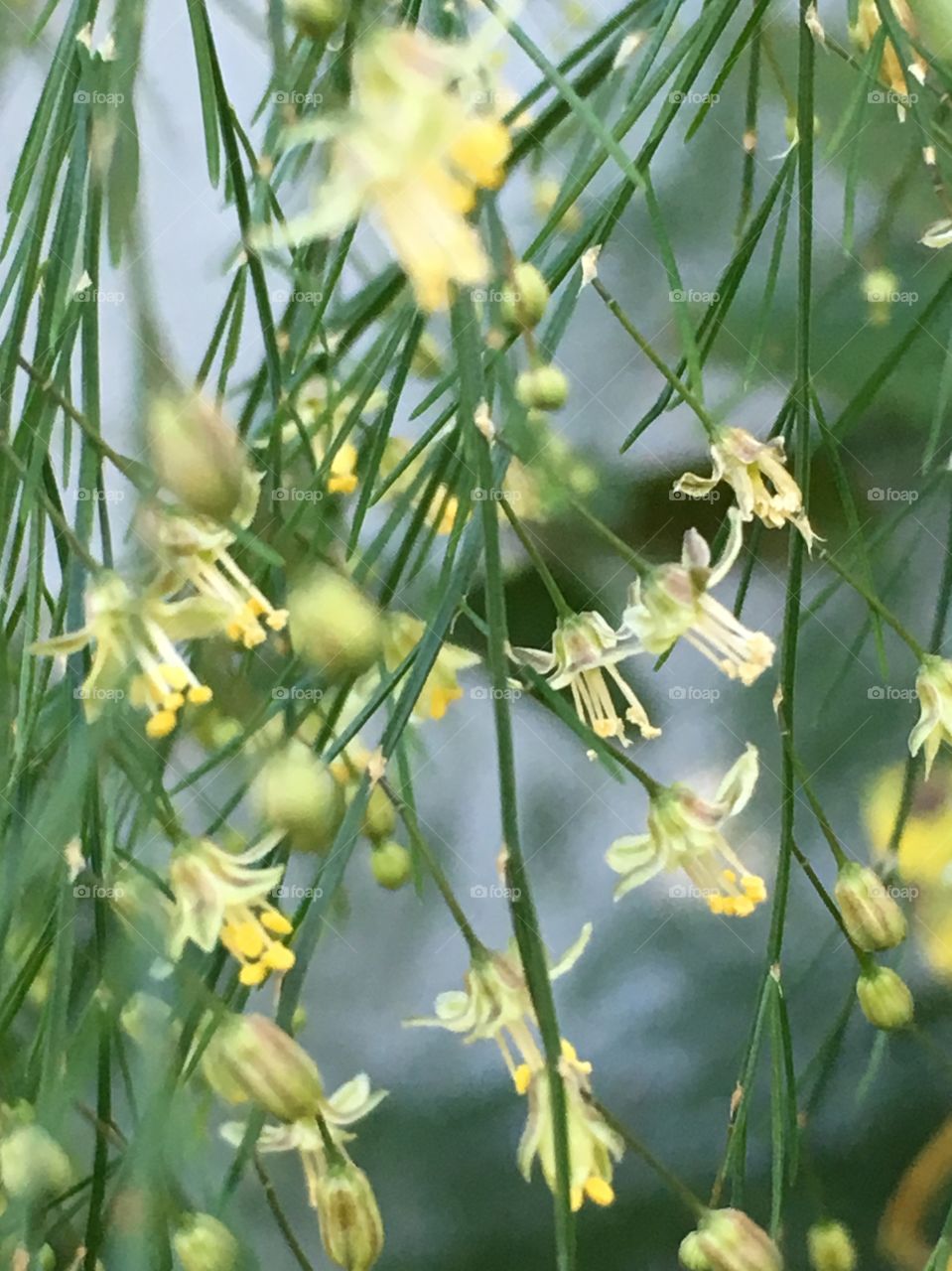 Asparagus fern flowers