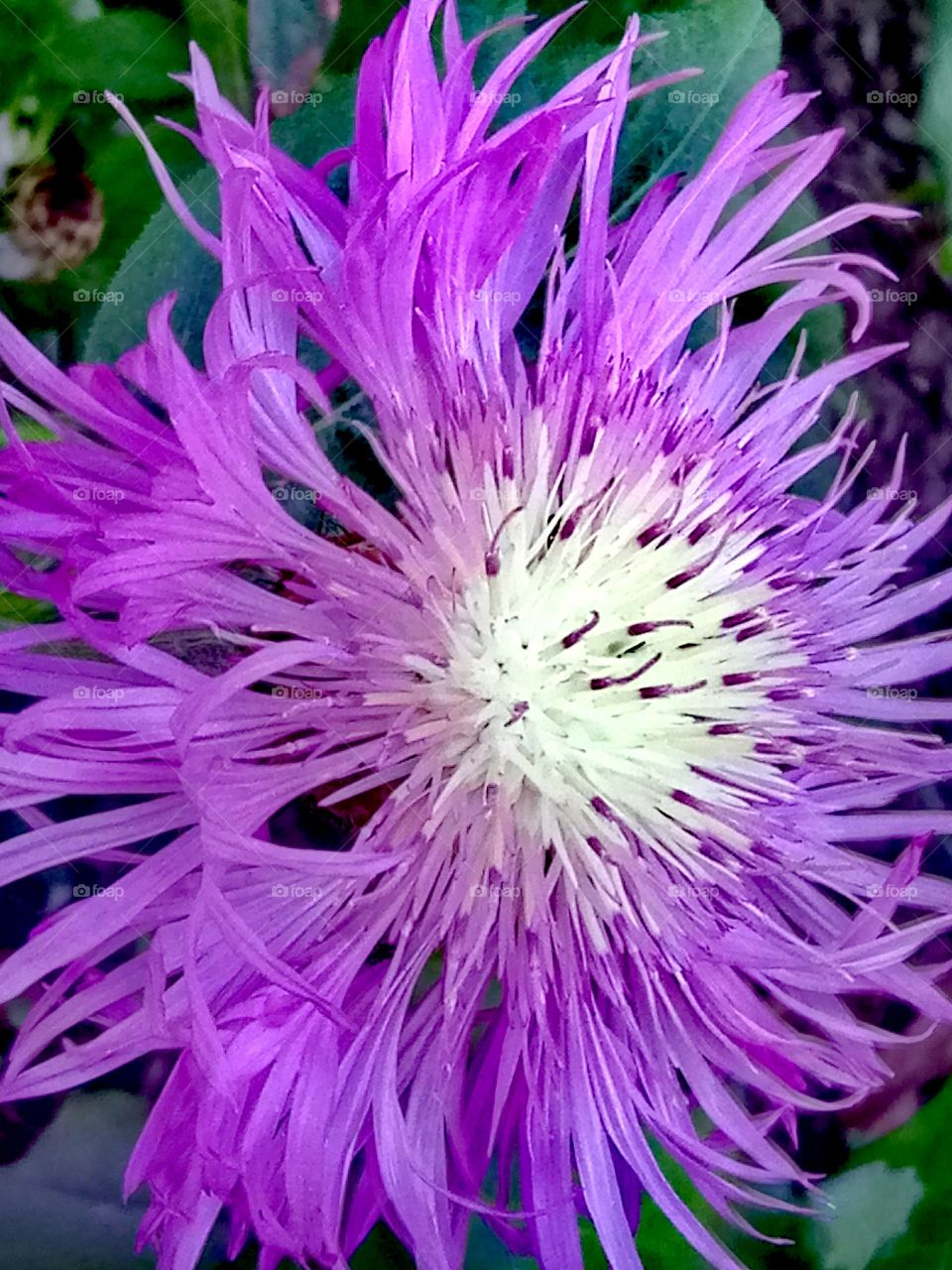 Nature, Flower, Flora, Garden, Summer