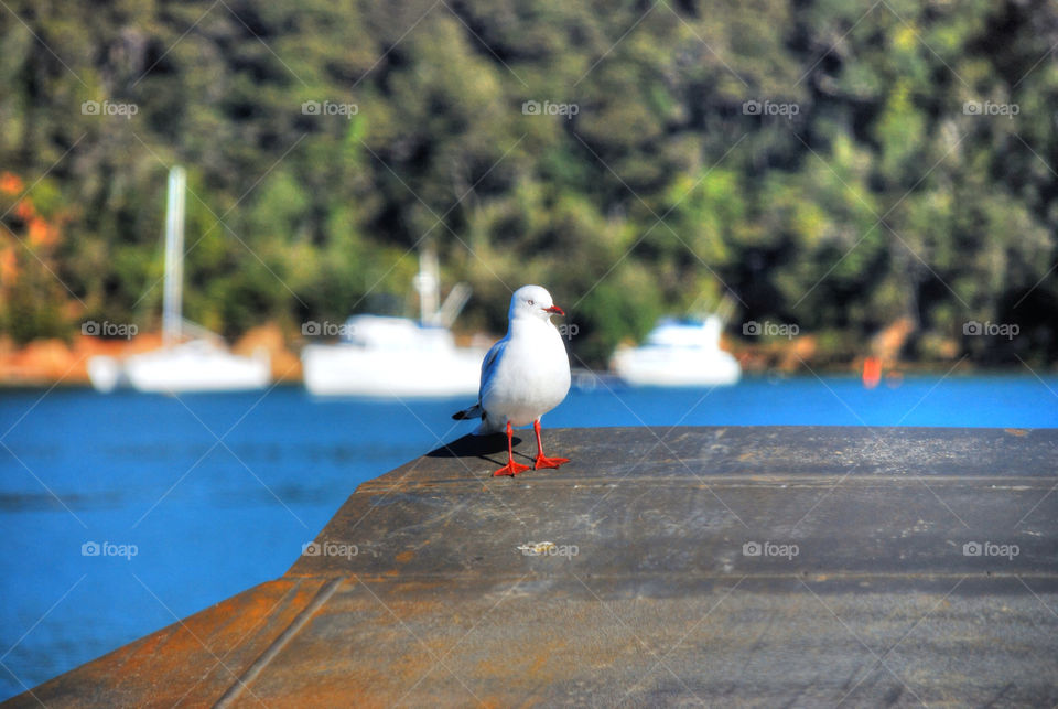 ferry seagull by crisunterdorfer