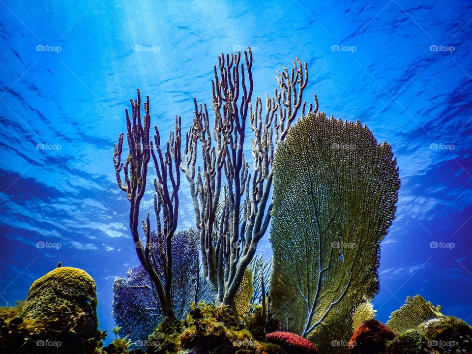 Coral reefs in Honduras, a blue ocean filled with life. 