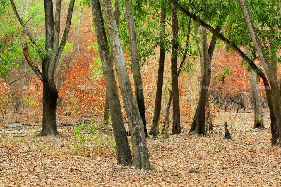 forest