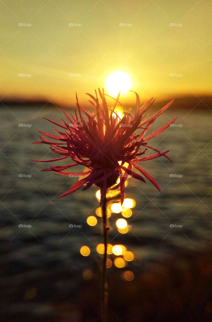 A beautiful purple plant captured in front of the sunset in a lake somewhere in Bulgaria