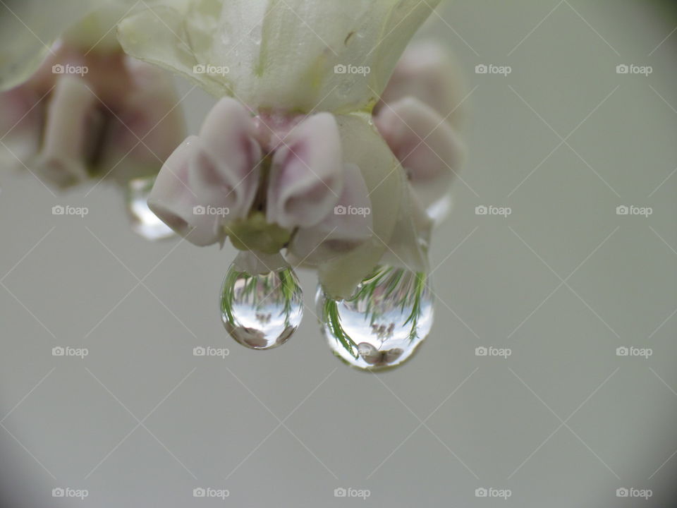 Drops 