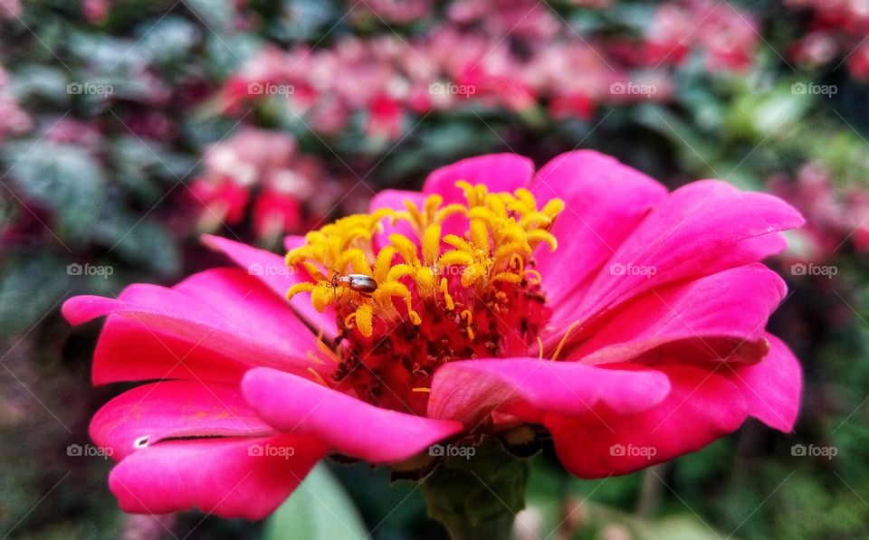 you may only notice the beauty of flower. You'll never know the sory of bee.