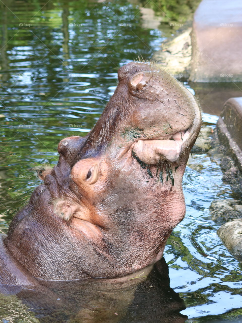 Hippo with head up