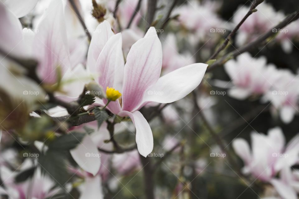 Pink magnolia flowers on branches.  spring concept