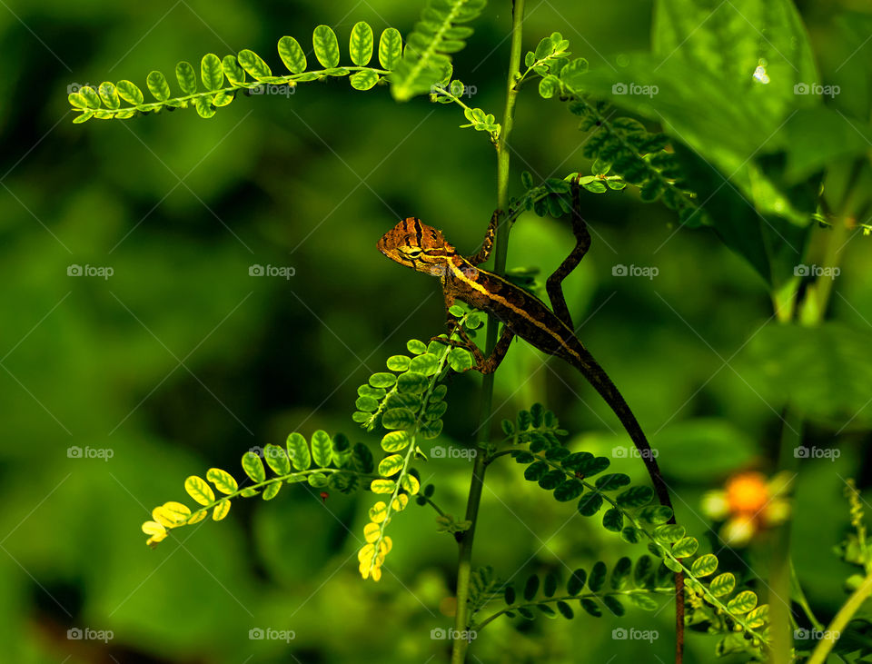 Oriental lizard garden  - closeup