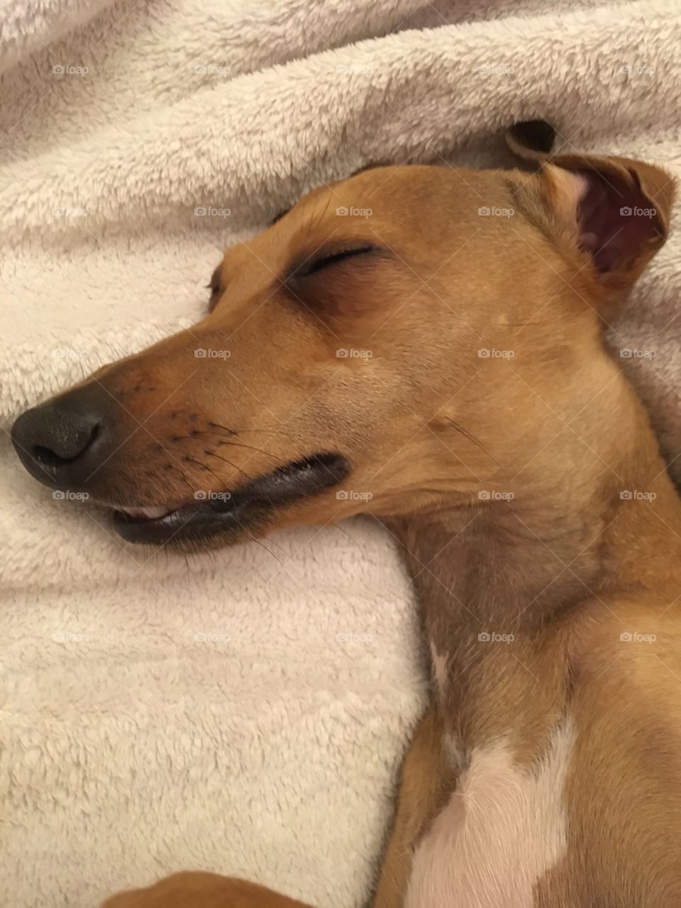 Close up view of Amber the Italian greyhound puppy asleep on the sofa