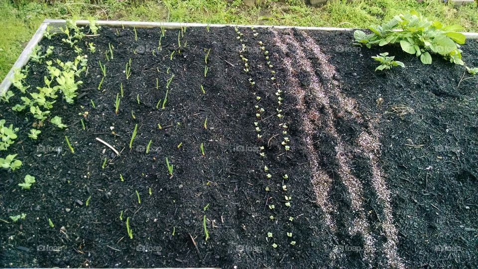 Garden Box