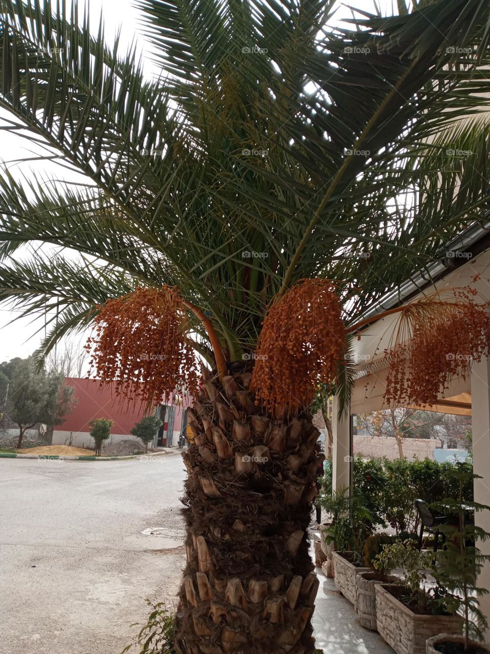 Portrait of palmer's