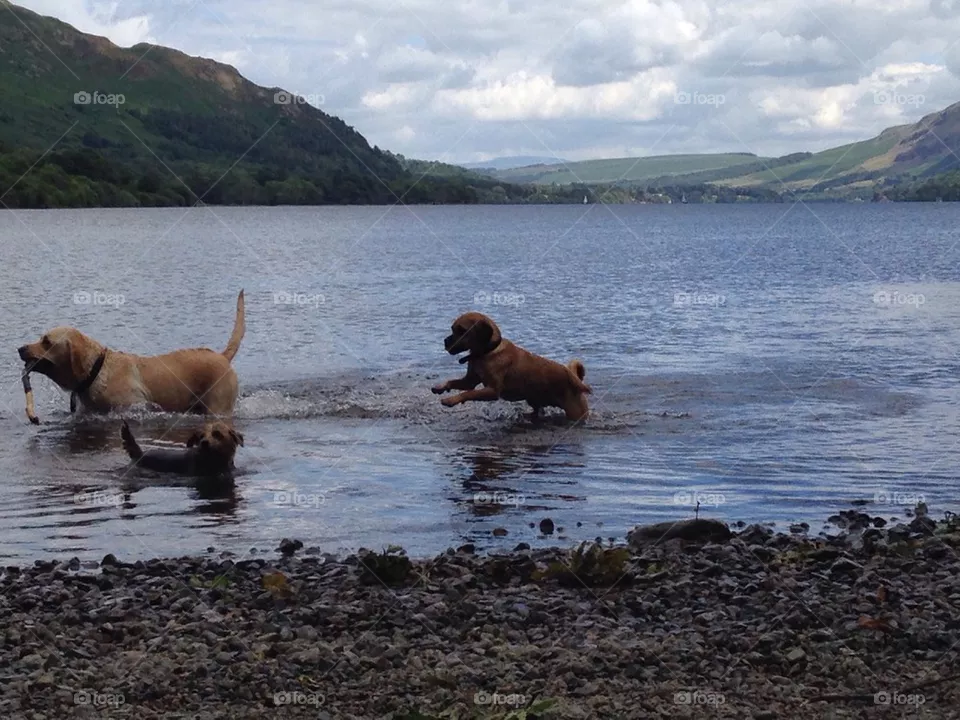 Dog lake
