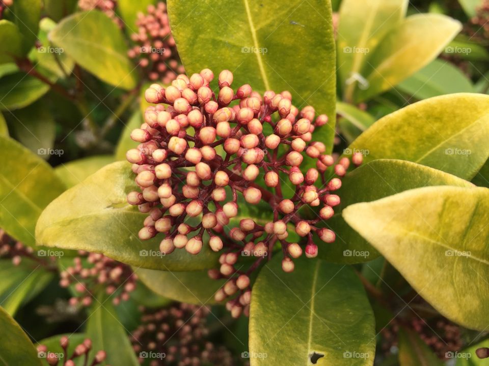 Blooming flowers in spring season 